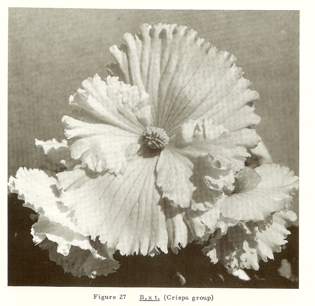B. ‘Crispa’